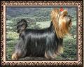 New Trend of Silver Speed & Majestic Empress Enzi